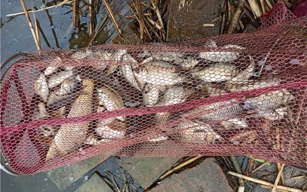 夏季钓鲫鱼七大绝招,只需掌握这七点,轻松钓到大鲫鱼!