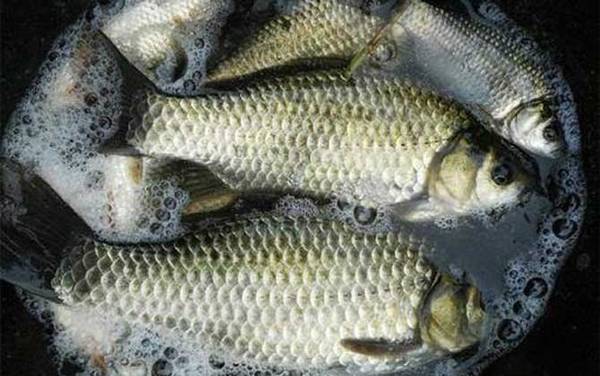 夏季钓鲫鱼七大绝招,只需掌握这七点,轻松钓到大鲫鱼!