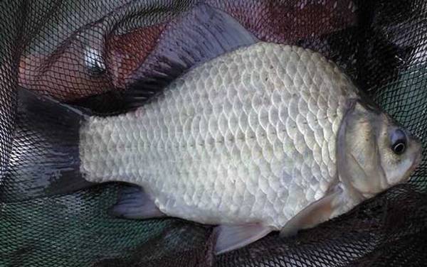 夏季钓鲫鱼七大绝招,只需掌握这七点,轻松钓到大鲫鱼!