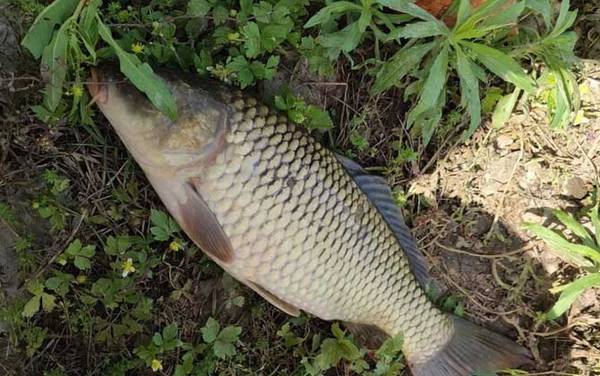 谷麦竿新手入门技巧,两个核心,一是多窝走钓,二是适当逗钓!