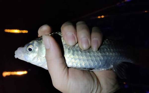 夜钓鲫鱼的技巧和方法,只需掌握这7点,夜钓鲫鱼非常简单!