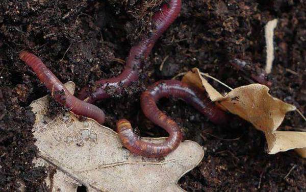 钓鱼万能饵料有哪些?这6种饵料,最适合鱼情复杂的野钓!