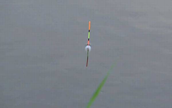 钓鲤鱼如何调漂最好用?鲤鱼是底栖鱼类,一般建议钓底、钓钝!