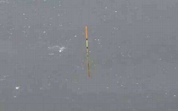 黑漂为什么会跑鱼?黑漂上鱼率并不高,多数是小鱼闹窝引起的!