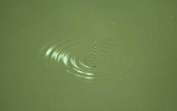 初夏钓鱼有什么技巧?掌握这6个钓鱼技巧,初夏也能大鲫大鲤!