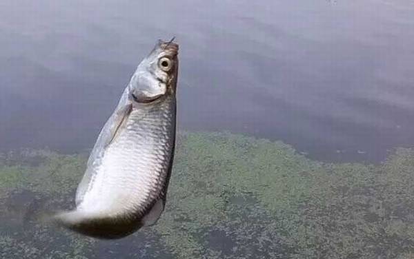 钓鱼高手是怎么炼成的?若能做到这10点,你也能成为钓鱼高手!