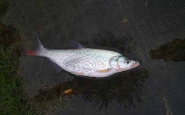 钓鱼用什么鱼钩好?作钓的目标鱼不同,鱼钩的种类和型号也不同!