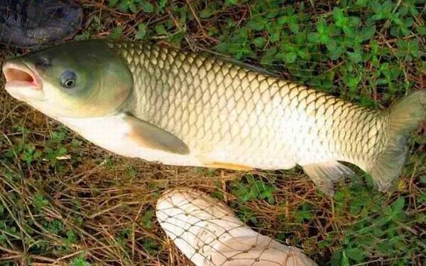 钓鱼时间怎么选择?没有固定答案,季节不同钓鱼最佳时间也不同!