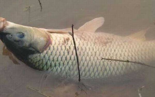 夏季钓鱼有什么技巧?掌握这6个钓鱼技巧,夏季钓鱼也能爆护!