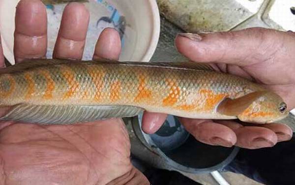 伊豆鱼钩适合钓什么鱼?最适合钓黄颡鱼,小号伊豆也能钓鲫鱼!