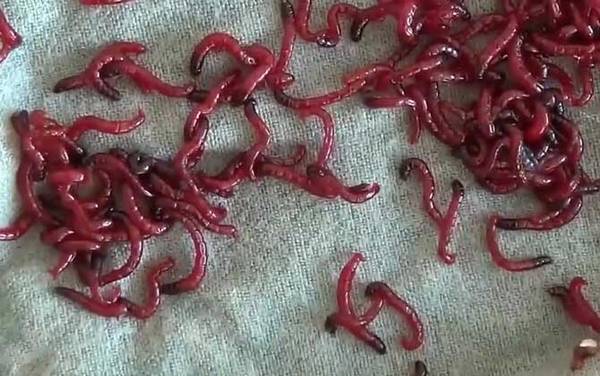 红虫放冰箱有细菌吗?可能有细菌,一般不建议放在冰箱中!