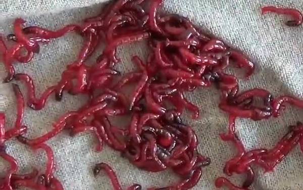 红虫饵料怎么用?红虫钓鱼很简单,但一定要打好窝子再作钓!