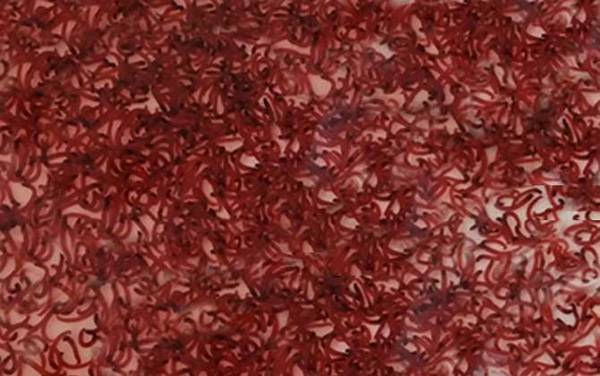 在什么地方能捞到红虫?红虫分布很广泛,各类淡水中均有分布!