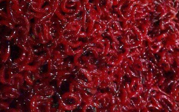 红虫饵料怎么用?红虫钓鱼很简单,但一定要打好窝子再作钓!