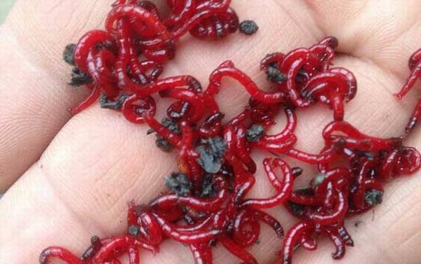红虫饵料怎么用?红虫钓鱼很简单,但一定要打好窝子再作钓!