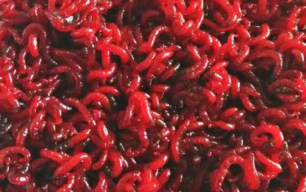 钓鱼为什么禁止用红虫活饵?野钓可以用红虫,黑坑一般不让用!