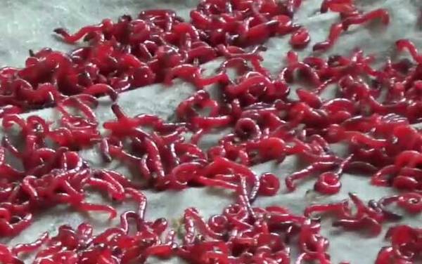 钓鱼为什么禁止用红虫活饵?野钓可以用红虫,黑坑一般不让用!