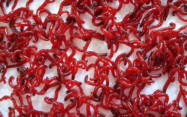 钓鱼为什么禁止用红虫活饵?野钓可以用红虫,黑坑一般不让用!