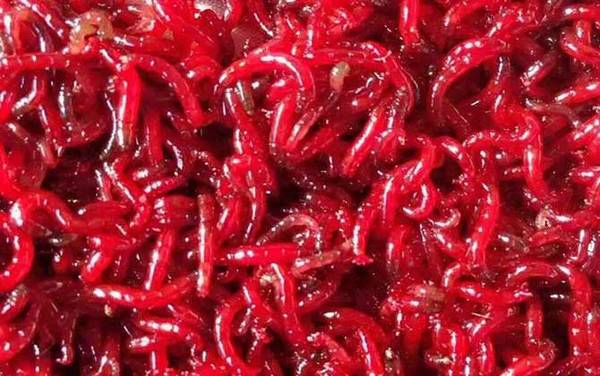 红虫钓鱼真的危险吗?纯粹是无稽之谈,此红虫非彼“红虫”!