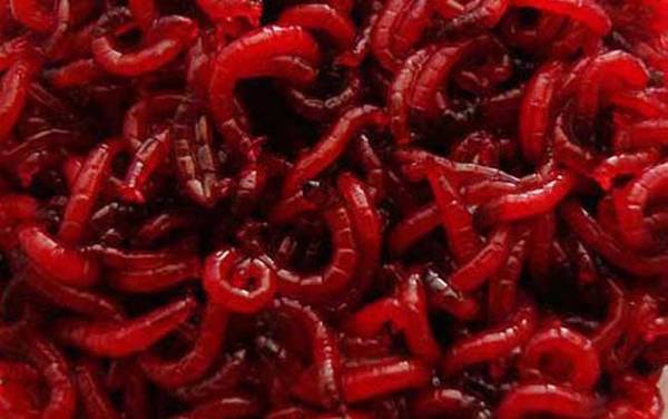 红虫钓鱼真的危险吗?纯粹是无稽之谈,此红虫非彼“红虫”!