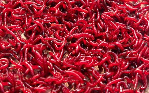 红虫钓鱼真的危险吗?纯粹是无稽之谈,此红虫非彼“红虫”!