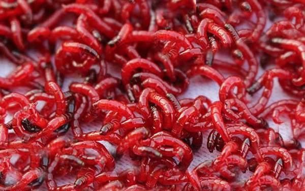 红虫拉饵怎么开饵?实际上很简单,但要准备好“红虫伴侣”!