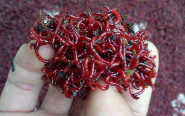 红虫拉饵怎么开饵?实际上很简单,但要准备好“红虫伴侣”!