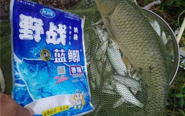 野战蓝鲫单开怎么样?“一包蓝鲫走天下”的名头绝非浪得虚名!