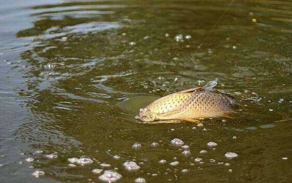 钓鱼调几钓几最好?没有最好的调和钓,只有能不能更灵活地运用!