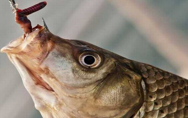 钓鱼调几钓几最好?没有最好的调和钓,只有能不能更灵活地运用!