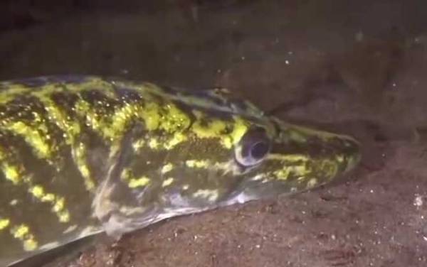 狗鱼_怎么钓_用什么饵_路亚技巧