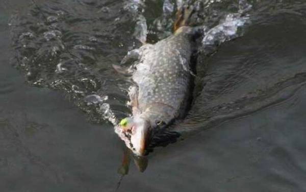 狗鱼_怎么钓_用什么饵_路亚技巧