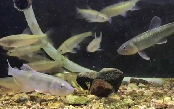 马口鱼_怎么钓_用什么饵_路亚技巧