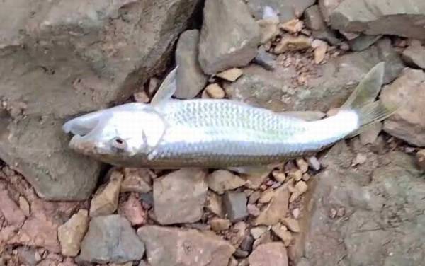 马口鱼_怎么钓_用什么饵_路亚技巧