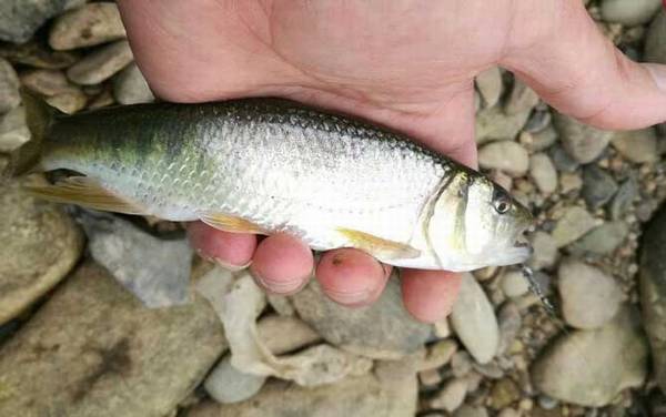 马口鱼_怎么钓_用什么饵_路亚技巧