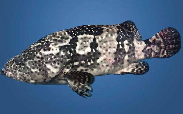 石斑鱼_生活习性_钓法技巧_用什么饵料