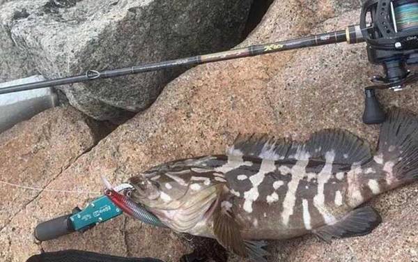 石斑鱼_生活习性_钓法技巧_用什么饵料