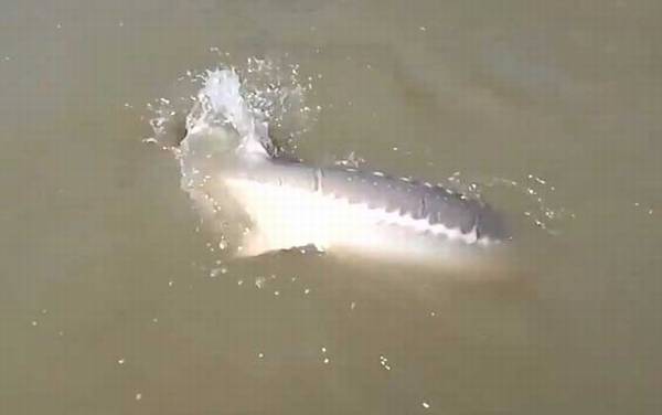 鲟鱼_生活习性_钓法技巧_用什么饵料