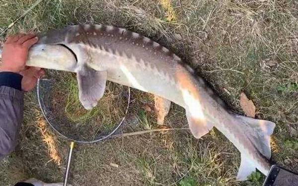 鲟鱼_生活习性_钓法技巧_用什么饵料