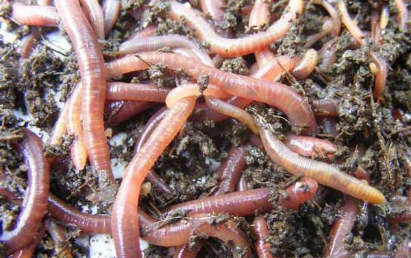 蚯蚓_正确挂钩方法_怎样用上鱼快_为什么钓不到大鱼