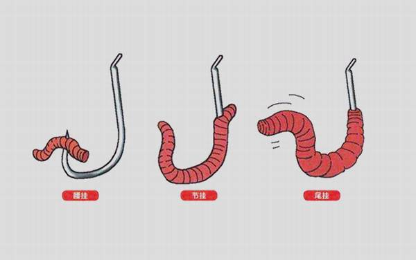 蚯蚓_正确挂钩方法_怎样用上鱼快_为什么钓不到大鱼