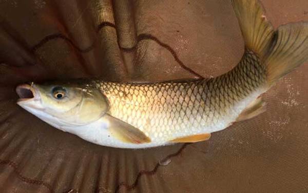 鲤鱼_怎么钓_用什么饵_经典饵料配方