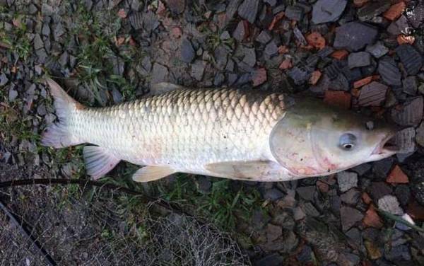 草鱼_怎样钓_饵料配方_用什么打窝