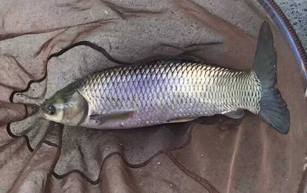 草鱼_怎样钓_饵料配方_用什么打窝