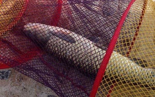 青鱼_怎么钓_饵料配方_钓法绝招