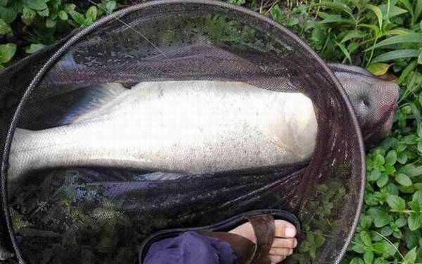 鲢鱼(白鲢)_怎么钓最好_饵料配方_正确钓法