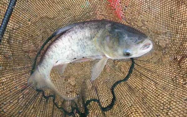 鳙鱼(花鲢)_怎么钓_饵料配方_钓法技巧