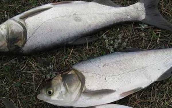 鲢鳙鱼_浮钓鲢鳙_饵料配方_钓法技巧