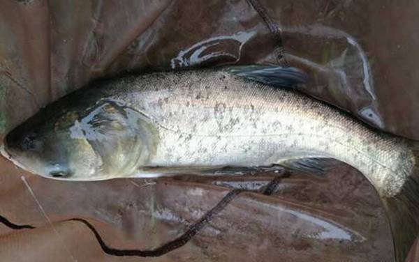 鲢鳙鱼_浮钓鲢鳙_饵料配方_钓法技巧