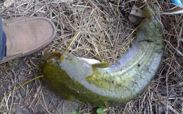 鲶鱼_吃什么东西_钓法技巧_用什么饵料